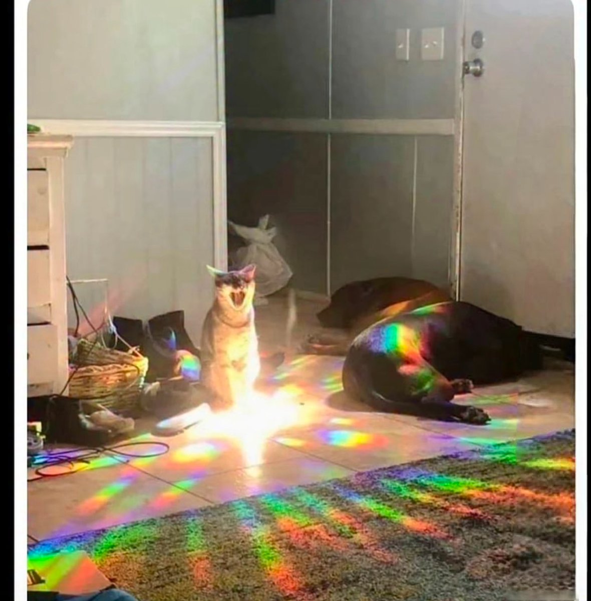 We don't deserve cats 😺 tweet media