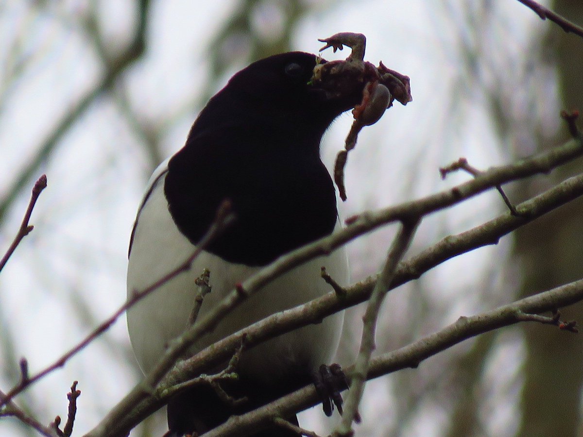 Magpie with what's left of a frog at Sankey valley this afternoon <a href="/sthelensbirds/">St Helens Birds</a>