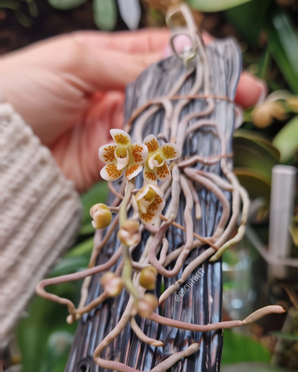 Orchidofilia tweet media