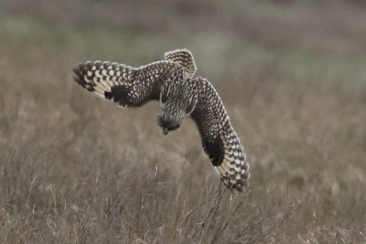 Patrick Earith tweet media