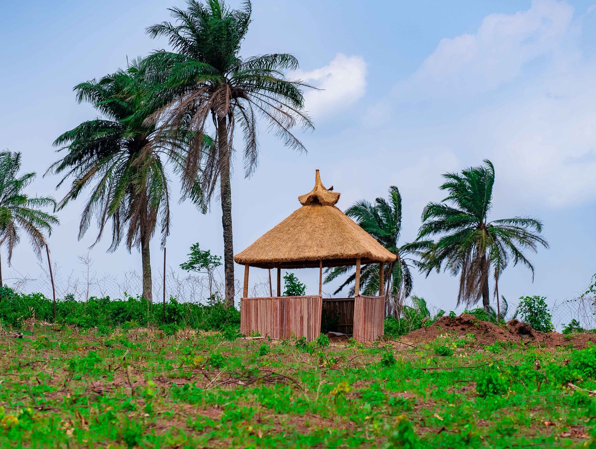 Ibrahim Adejuwon Odumboni tweet media