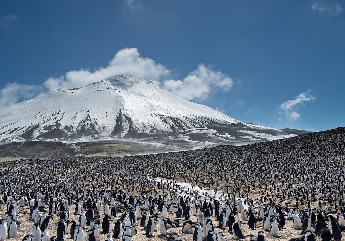 GeoTales_'s tweet photo. Séisme - All Over the World

🔴 Samedi 31 janvier 2026

🔸Seulement 2 séismes ces dernières 24h au-dessus ou égal à une magnitude de 5 ⤵️

1) Islande 🇮🇸
M5.3
Localisation : 110 km au sud d'Akureyri.
12h54 GMT
Profondeur : 10 km.
Petite particularité : l'épicentre se situe à seulement 7 km du volcan Tungnafellsjökull.

2) Îles Sandwich du Sud 🇬🇸
M5.0
07h21 GMT
Profondeur : 89 km.