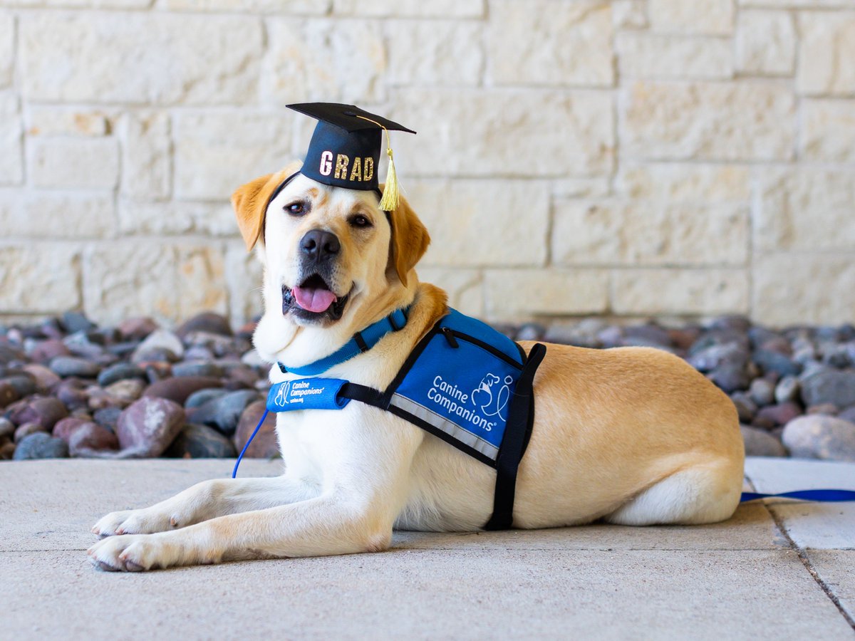 canineorg's tweet photo. 📅 Mark your calendars!🎓Our #servicedogs and #facilitydogs are graduating on Thursday and Friday, February 12 and 13! 🎉Watch our livestream or attend in person. 

🐕‍🦺 Visit for more details: https://t.co/CibqTqyDe3

#graduation #livestream #LeadWithIndependence https://t.co/ZTluxXxCdI