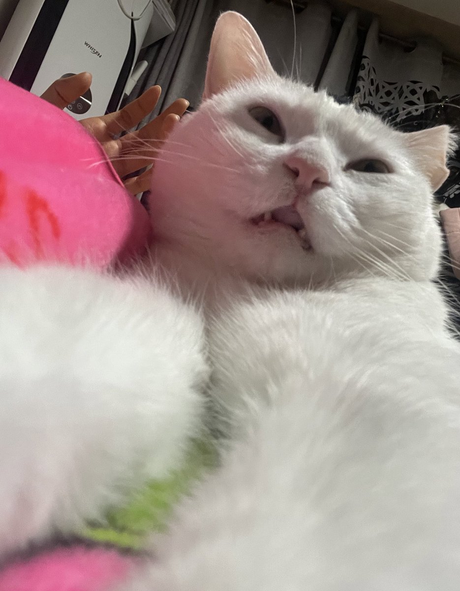 cutecat_MM's tweet photo. https://t.co/MdSv4ufFcd