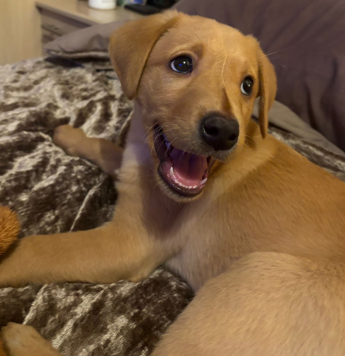 Bailey telling me all about his day!🐾👀😍