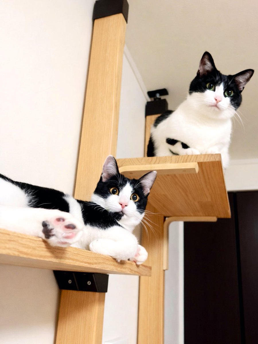 kgrmnk's tweet image. ダブルハチワレ
　#福　#とわちゃん