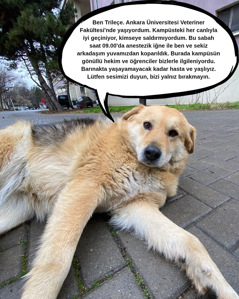 sunshine_ceren's tweet photo. #hayvansizveterinerfakultesimiolur https://t.co/pTE8AaXYHg