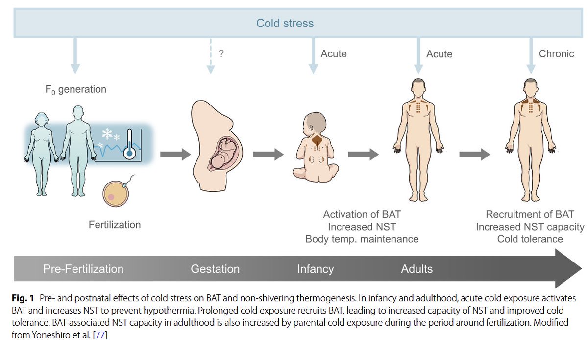 seagertp's tweet image. Cold exposure modifies parental epigenome, which offspring then inherit.  Cold adaptation can be passed from parent to child.
link.springer.com/content/pdf/10…