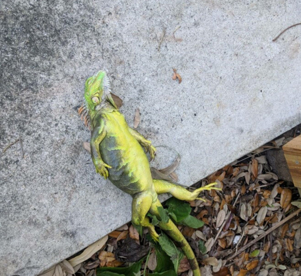 MyFWC's tweet photo. It's So Cold...
Found this one on my driveway. No, he’s not dead — it’s just below 50 degrees. 🙄🦎

If you’re in South or SW FL, a new Executive Order allows you to remove invasive green iguanas from your property and bring them to one of five designated FWC offices Feb. 1 & 2 – no permit required! 

Details for scooping them up are here: https://t.co/VeIFMF6Hcb

📸: Palm Beach Post