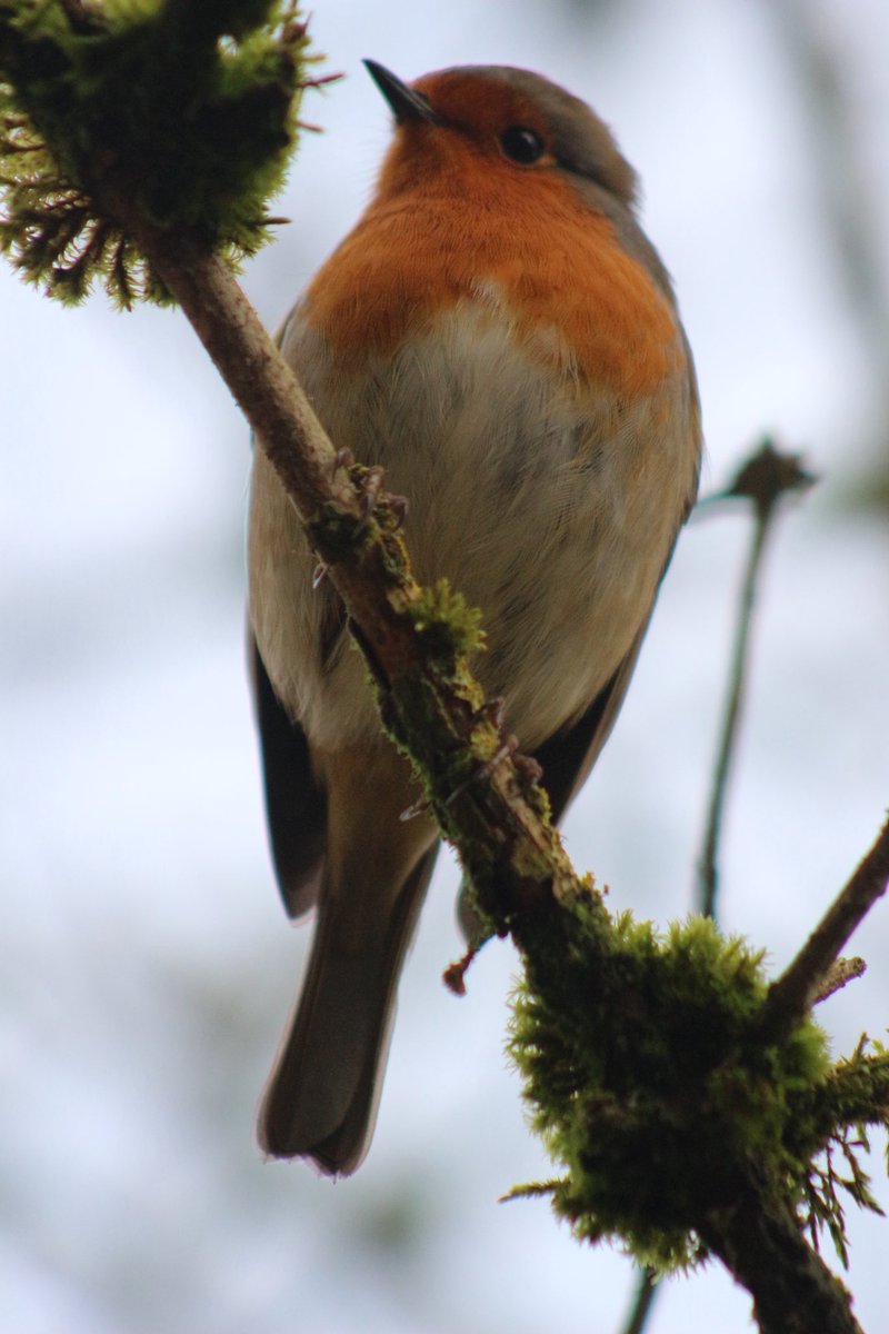 SuHarvey17's tweet photo. Today I met the friendliest least fearful Robin https://t.co/h2GVmPredn