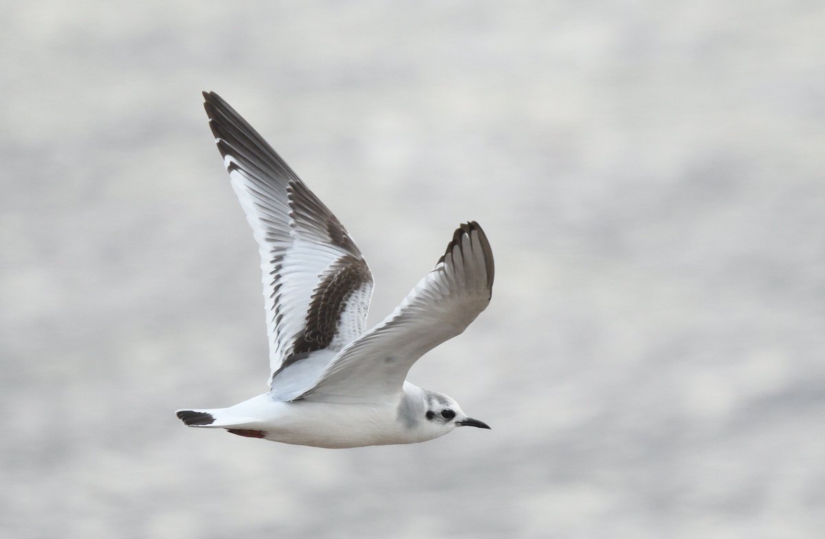 Steph Murphy tweet media