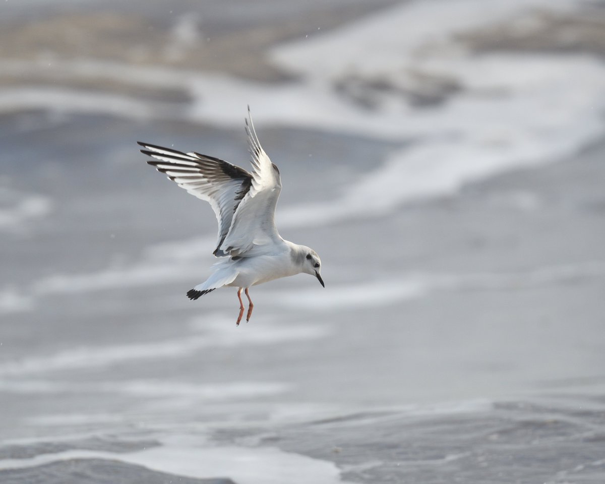 Steph Murphy tweet media