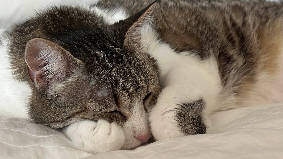 Mel the Servant’s Flame tweet media