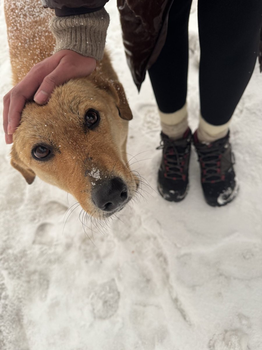 tanikshadeolia's tweet photo. and it SNOWED https://t.co/dThdiwsCXV