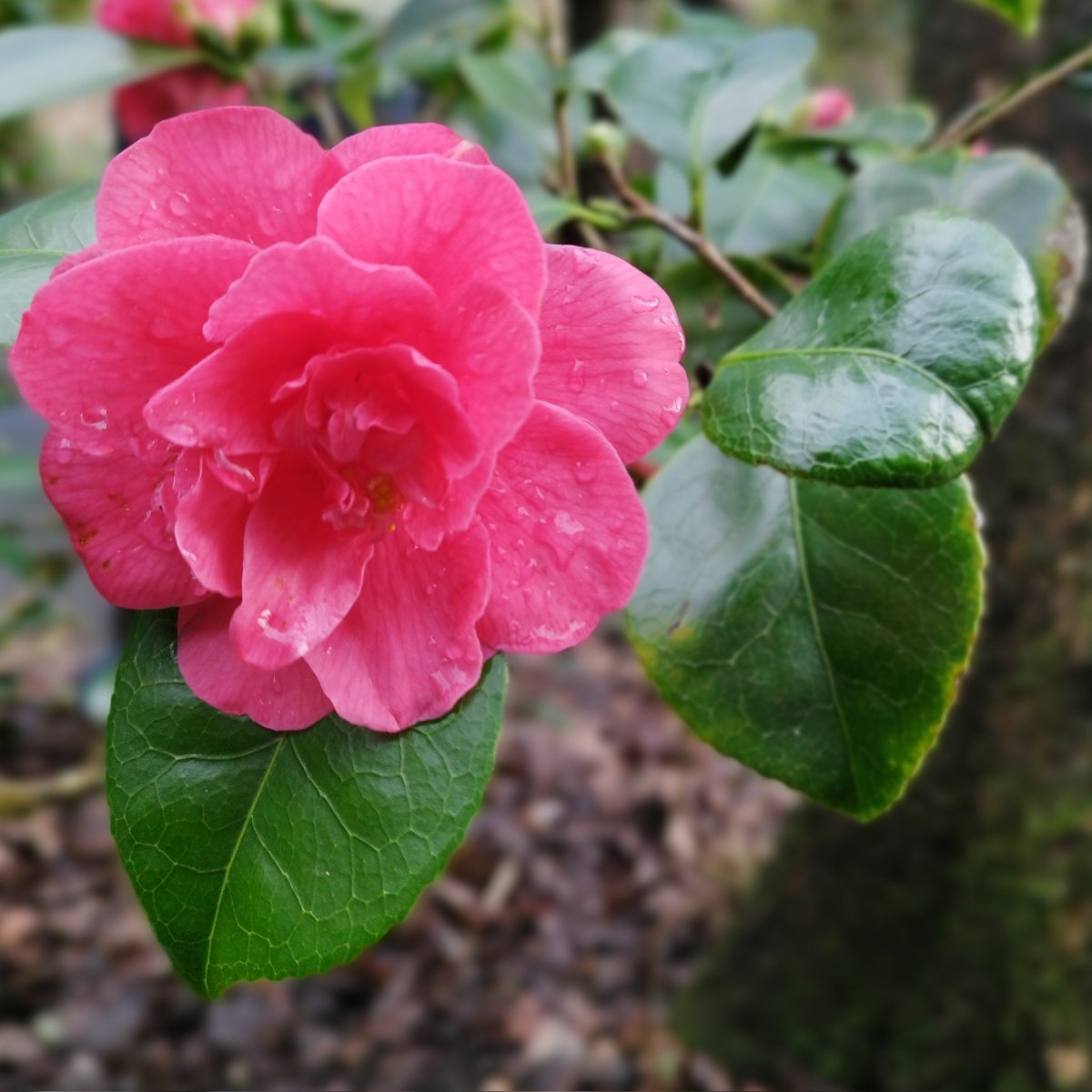 cocklewoman's tweet photo. Camelias always cheer up a winter walk
#Swansea #SingletonPark #Winter https://t.co/bLZw5Wtt60