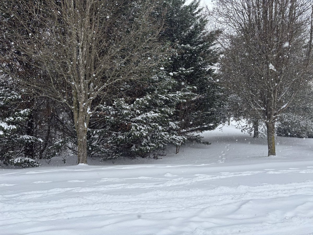 Gamecock Austin tweet media