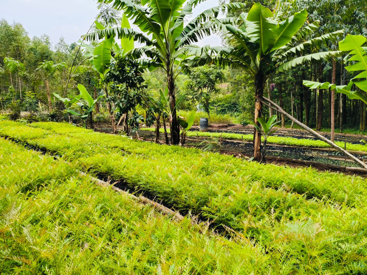 TEAMEnvironmentKENYA tweet media