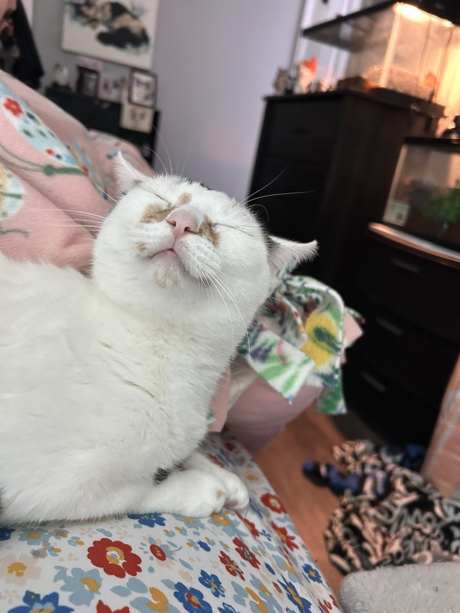 Normal face vs getting butt scratches