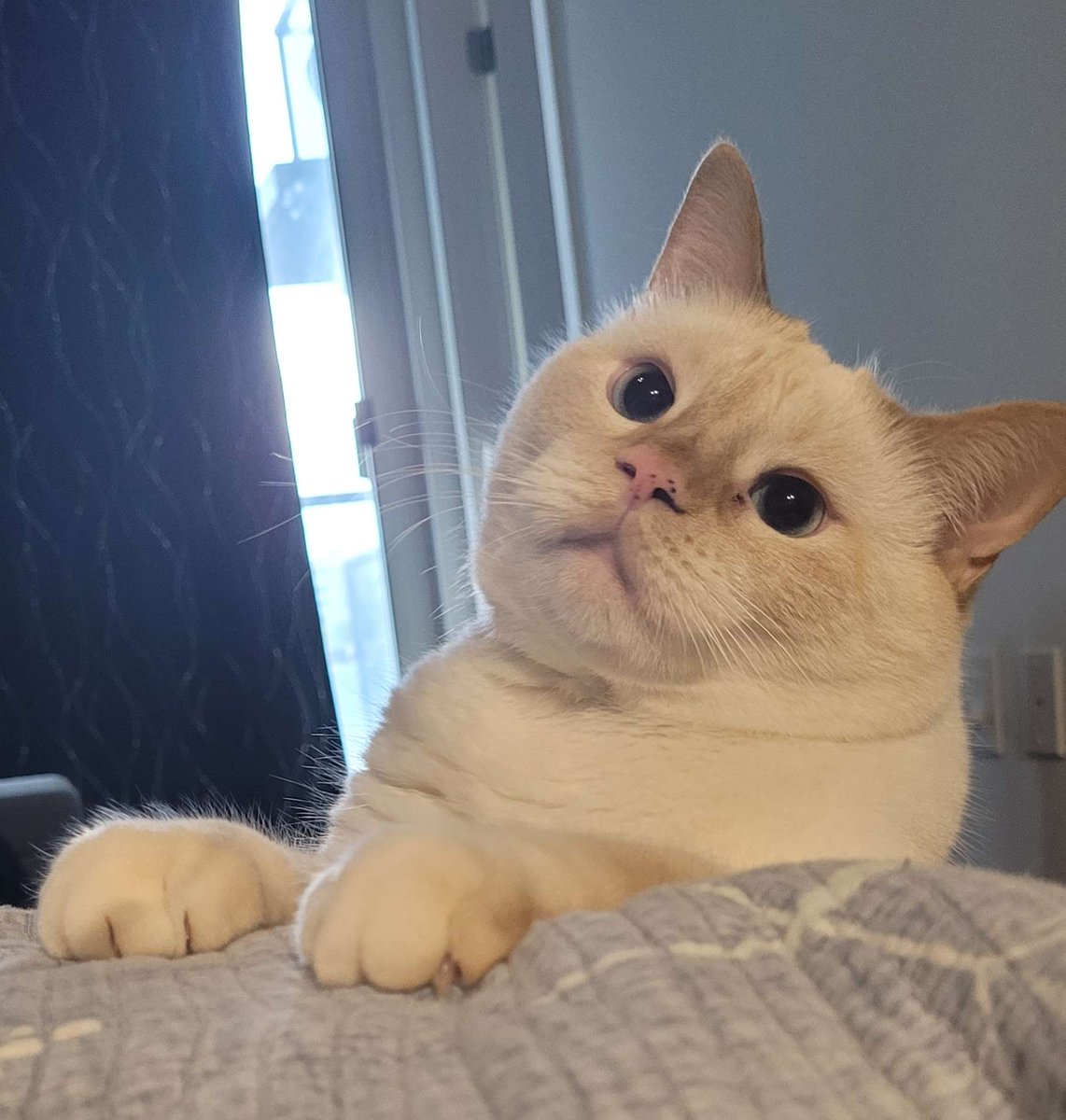 This year has started on a bad note for us
My cat Athena has a MastCell Tumor and needs surgery, we're not in the best place financially so we're reaching out to the universe for any help we can get
gofund.me/75a43a331

If donating isnt possible - sharing is helpful too TY