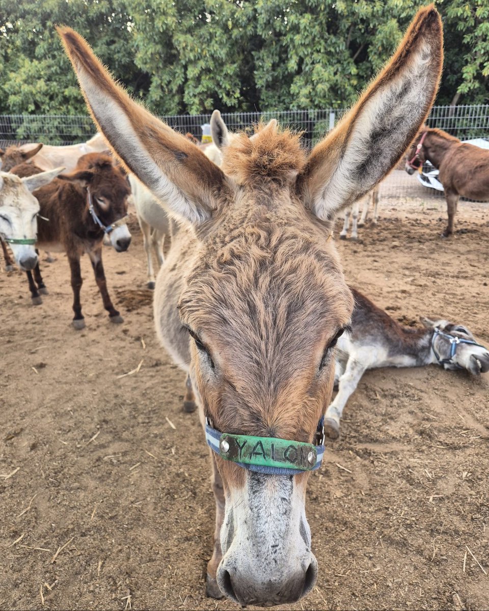 safehaven4donks's tweet photo. 🥰💛Ahhh, the simple pleasures 😊 Jenga, Moshe & Yalon, three of our rescued donkeys, enjoying a well-deserved lie-down & some quiet time together at our sanctuary. Nothing beats a chill session with friends 🙏🫶
#DonkeySanctuary #PeacefulRest #Companionship # #DonkeyAdventures https://t.co/53pPD9SEbB