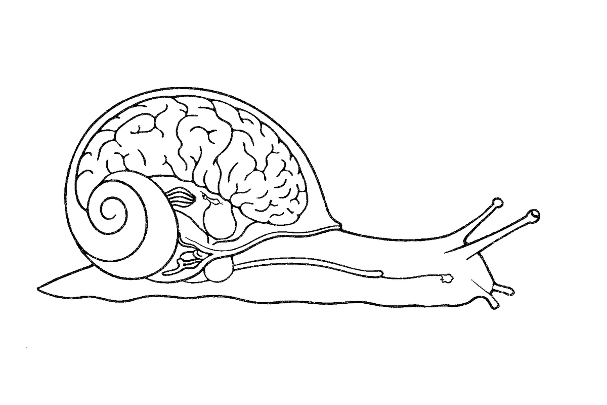 ratlimit's tweet photo. TIL a snail’s brain takes up 90% of its shell, making it more intelligent than most mammals https://t.co/rrEW0YP8M6