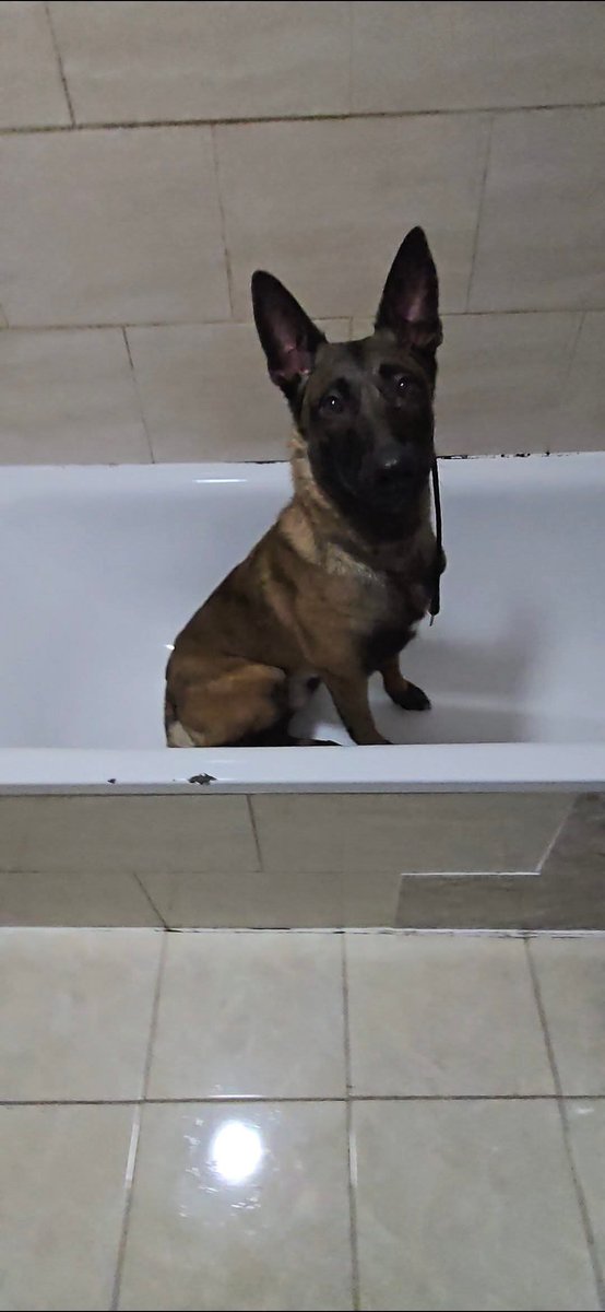 millypod1's tweet photo. 🆘25 Jan 2026 #Lost Duke #ScxanMe #STOLEN??
Belgian Shepherd Dog (Malinois) Male
nr Wade Street #Sheffield #SouthYorkshire #S4
Yorkshire and The Humber region
Lost on a walk very close to home
Contact owner on 07436852826 with any information or sightings.
https://t.co/Dt3wJ2NaJ9 https://t.co/zuySH1tAzM