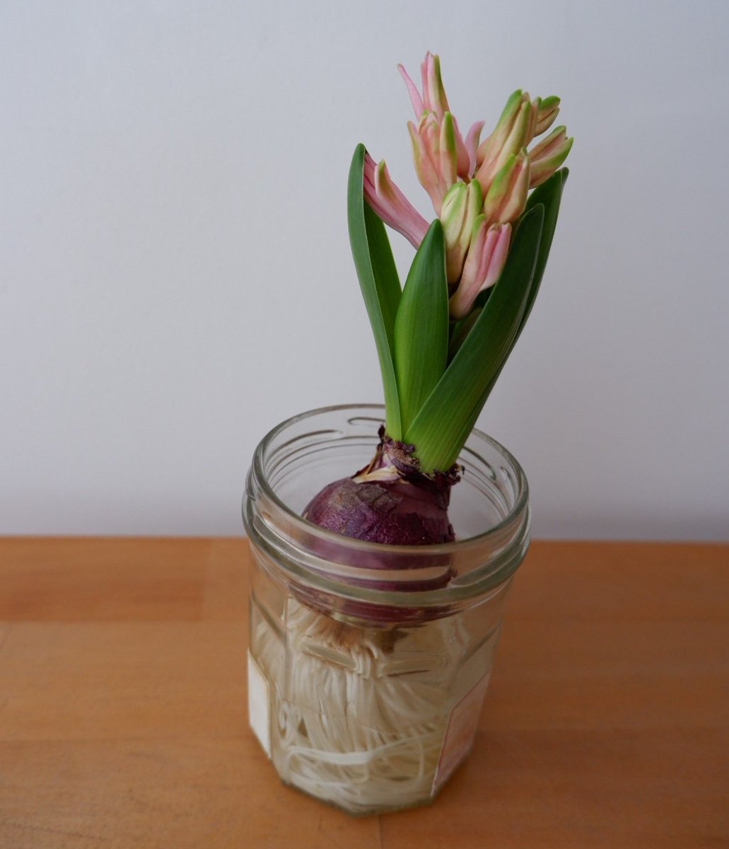 紡ちさと tweet media