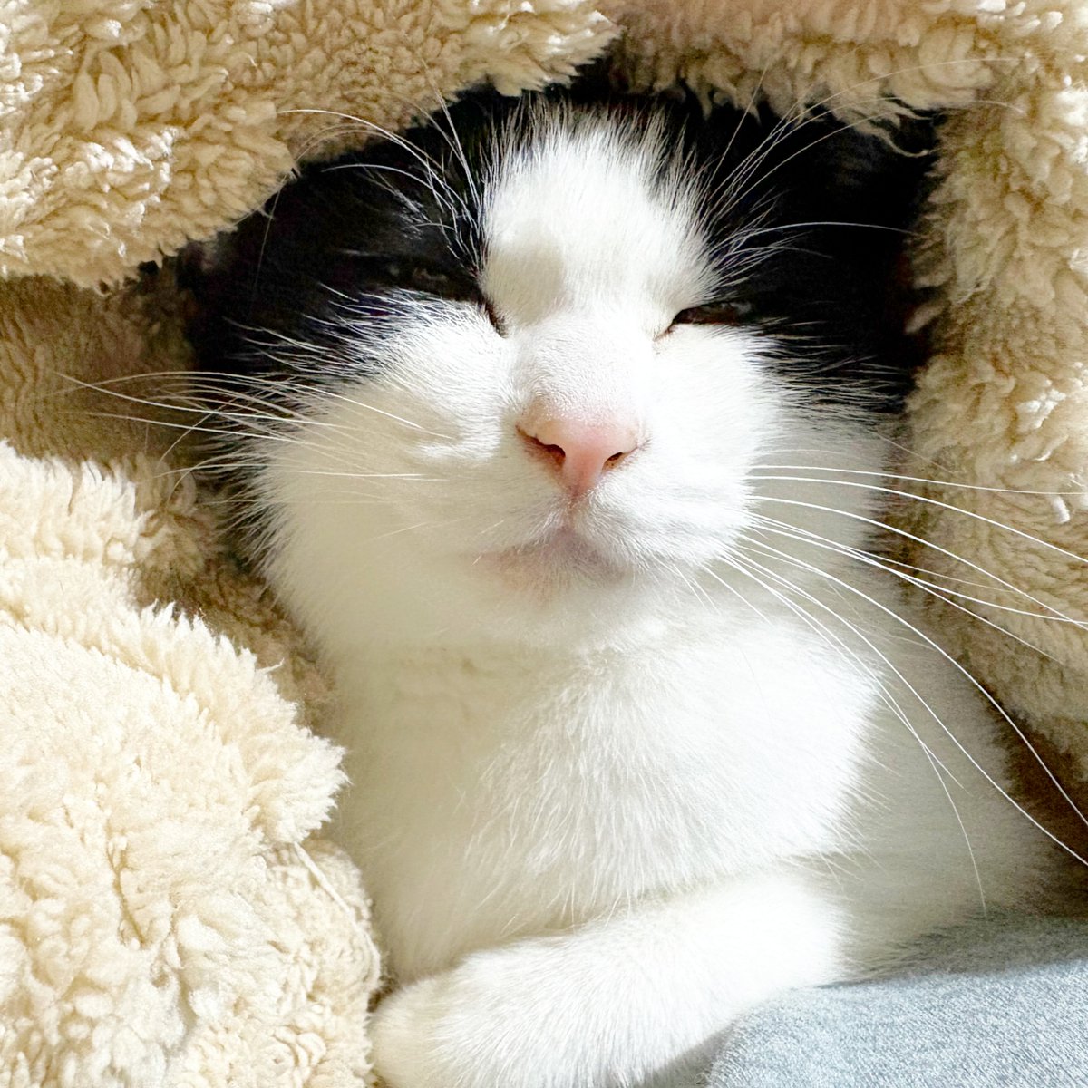 お目目があかにゃいね〜🐾