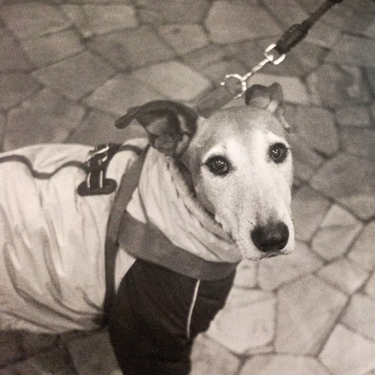 Stefano Pelloni tweet media