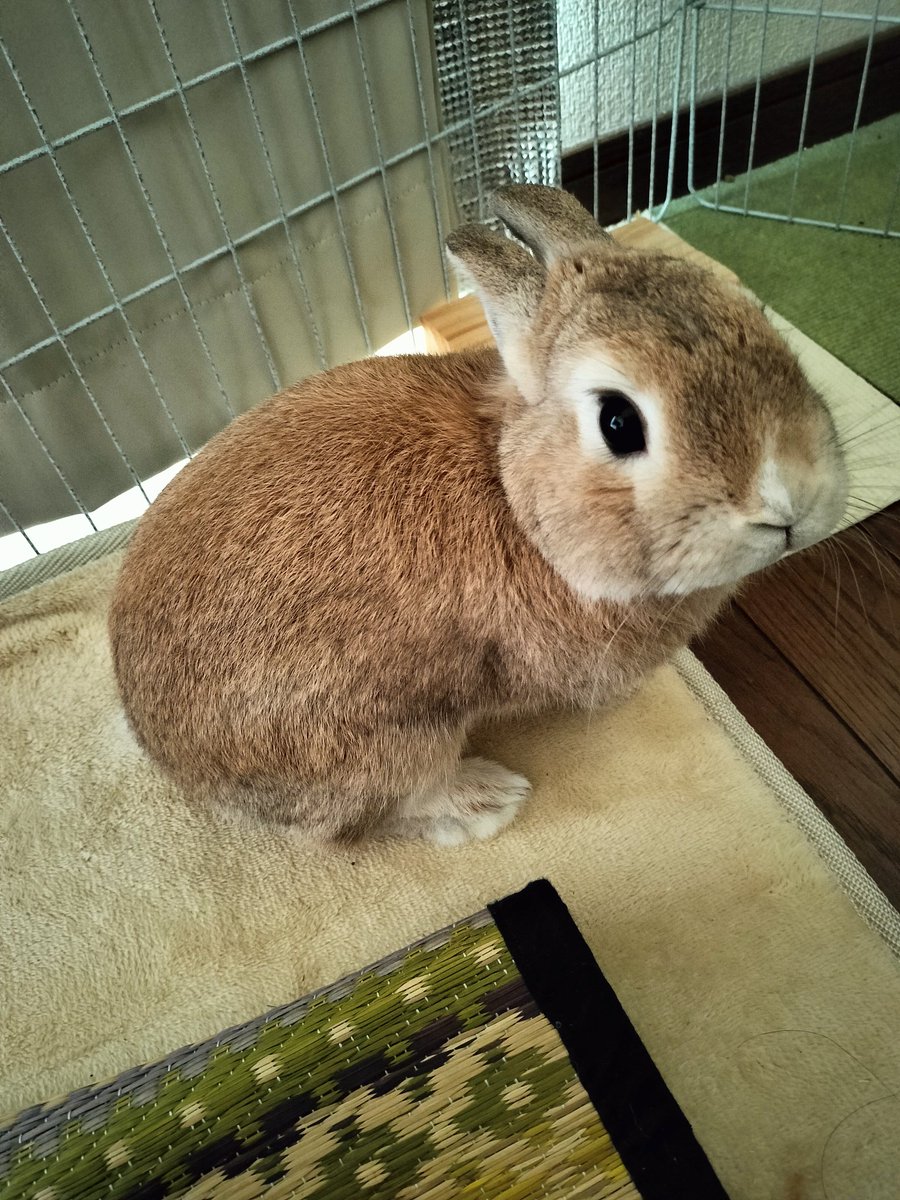 おはようございます☺️🐰💕