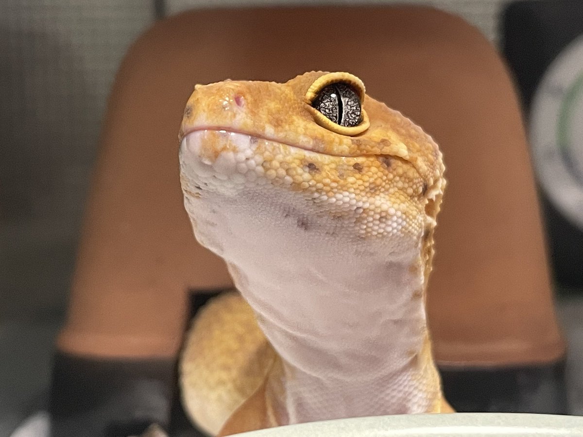 urimarun246's tweet photo. ぺろりんちょ👅

＃ヒョウモントカゲモドキ
＃爬虫類 https://t.co/wO6neYvkET
