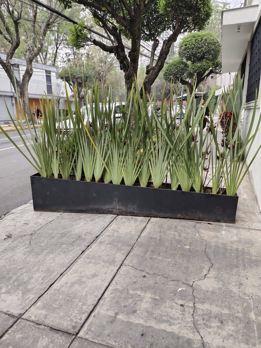 ArthurAvicas's tweet photo. @AlcaldiaAO @RestDonaLula @OVIALCDMX @SSC_CDMX @UCS_GCDMX Bloqueo de la banqueta por parte del restaurante la Bella Lula en Revolución, impiden el paso peatonal ni sillas de ruedas. https://t.co/cfLrPm5Qf3