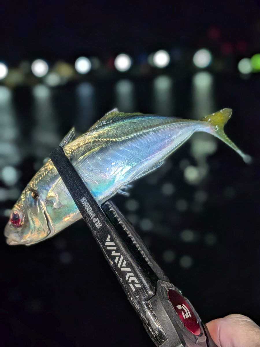 餌木酔 モンゴウマン (@egiyoimongoman) / Posts / X