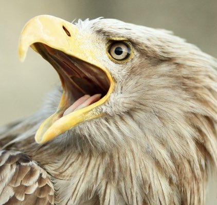 Aynısı yemin ederim ya