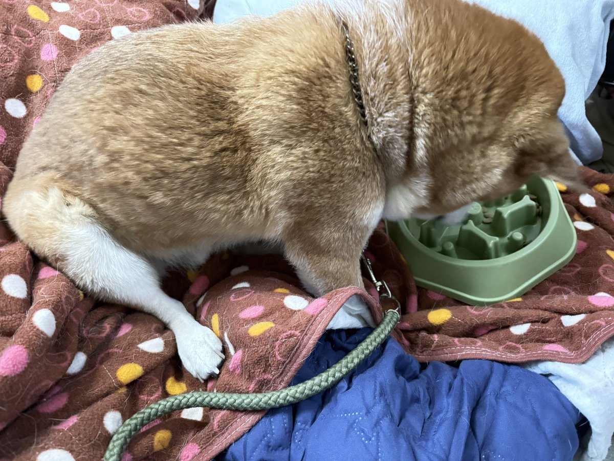 Chicken2Search's tweet image. おはようございます
シャンプーしてふわふわです
#柴犬