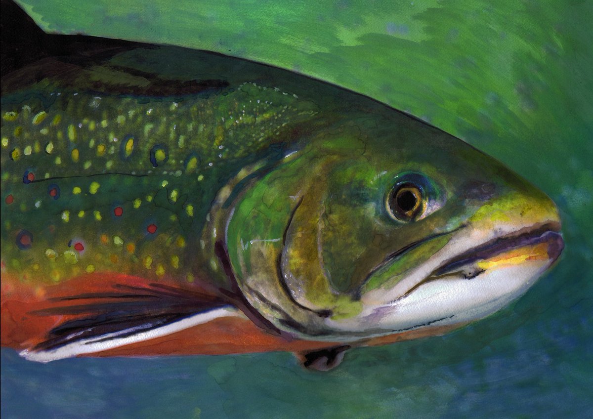 OscarJetson's tweet photo. Brook Trout Glory – Fly Fishing Wall Art Print by Jack Tarpon https://t.co/iePiUSL5rD #OscarJetson #painting #art #FishArtwork https://t.co/1pW9DIgAeP