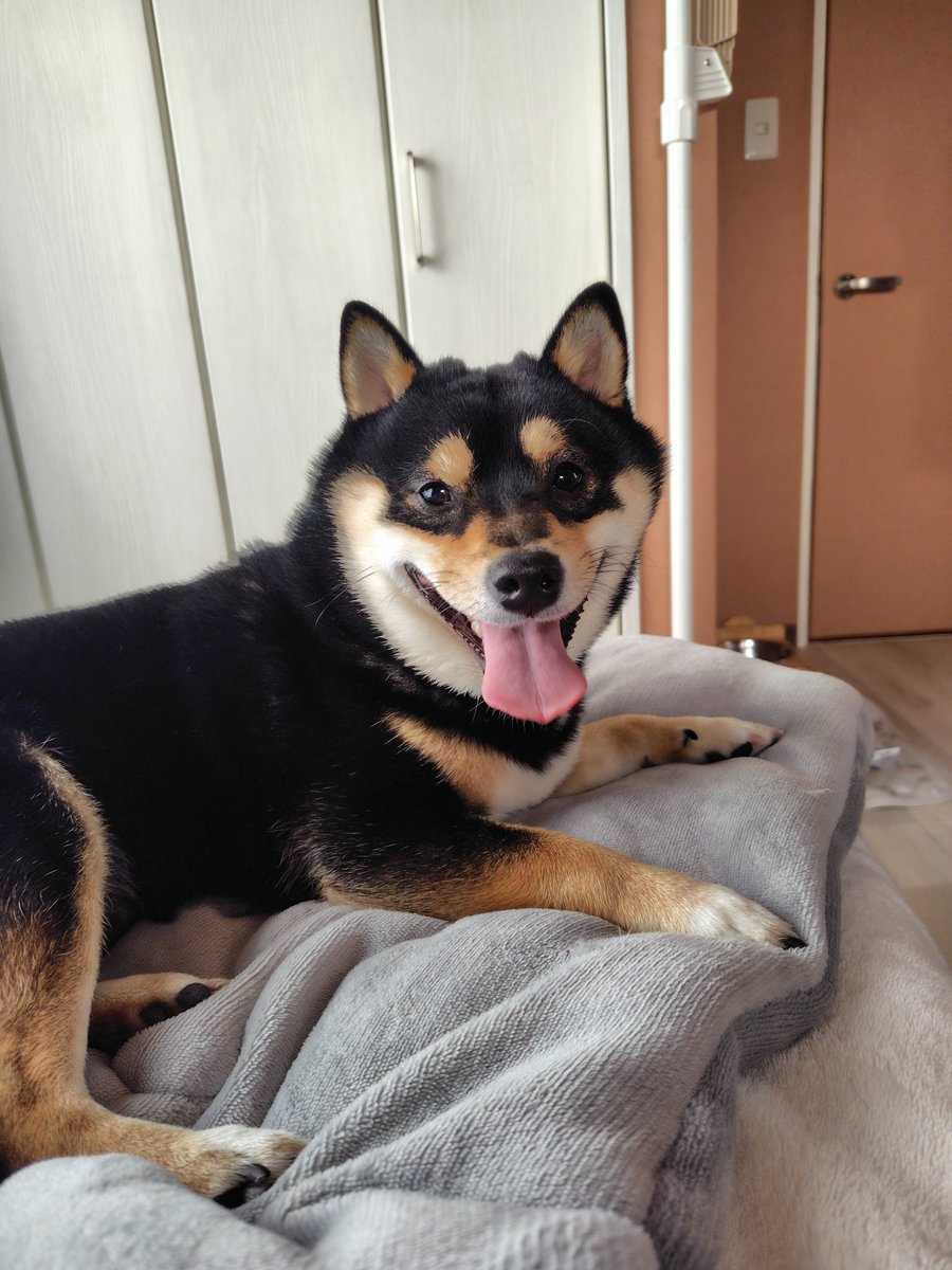 黒豆柴cota (@0220cota) / Posts / X