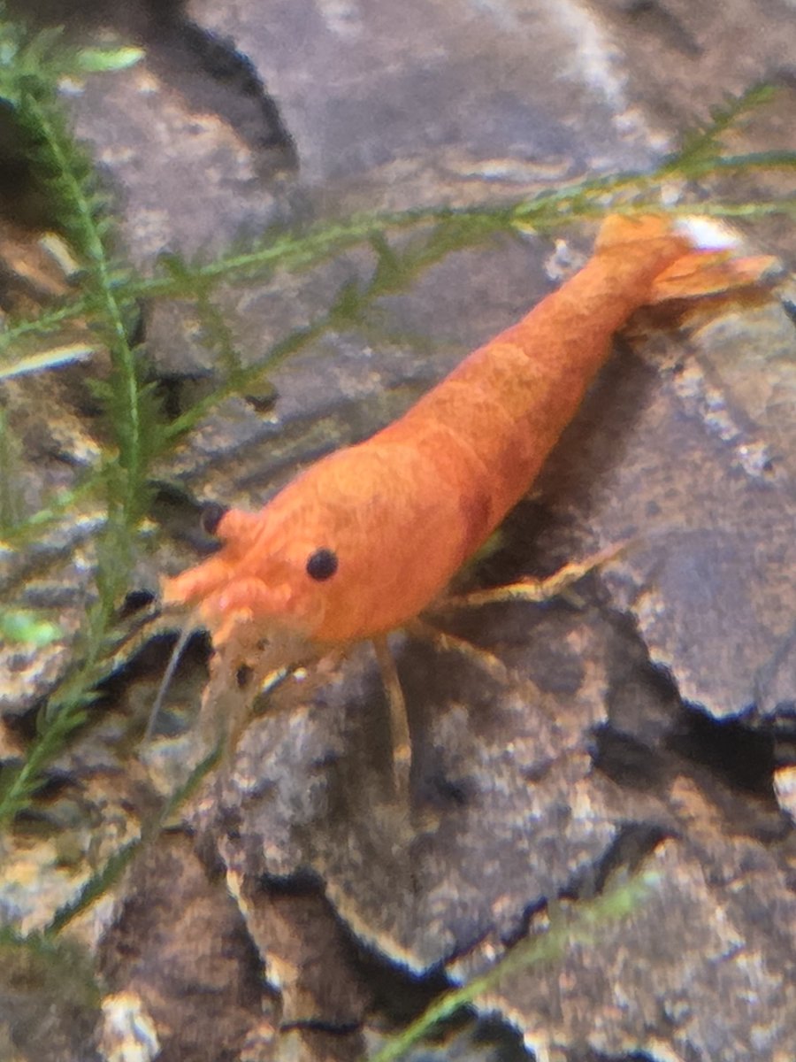 🔞LazzieCat 💙🩷💜 tweet media