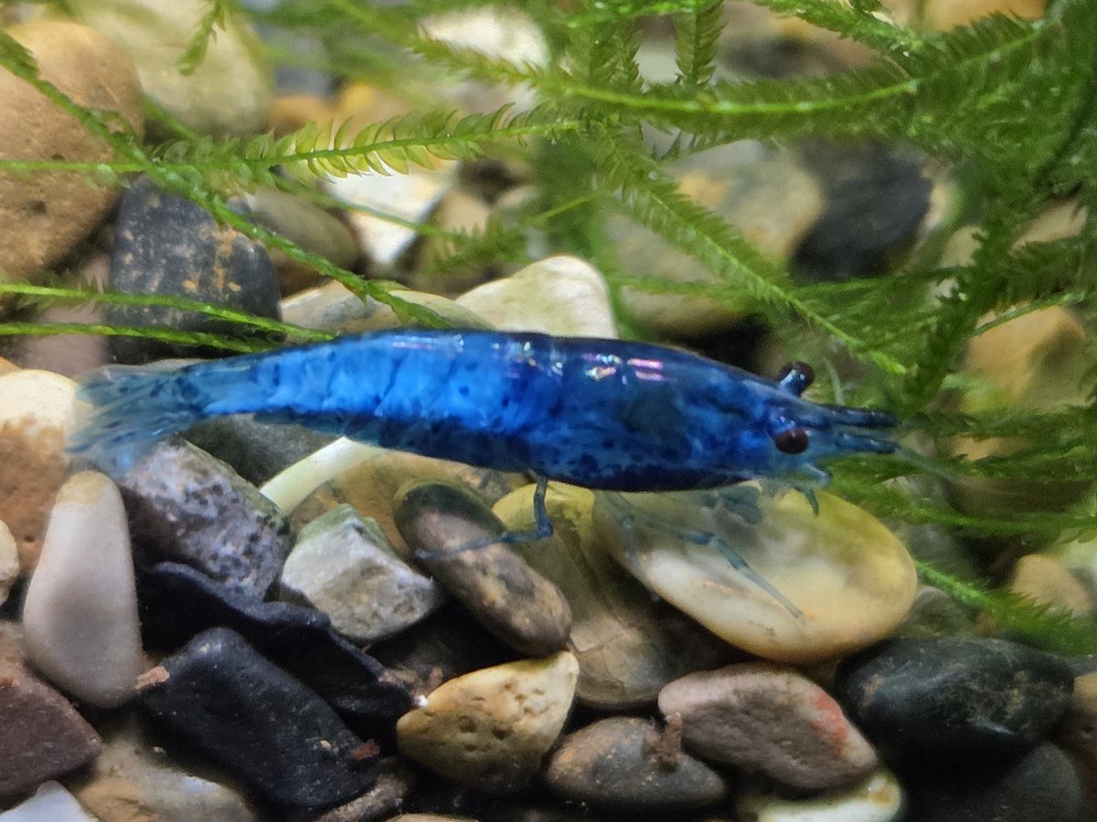 🔞LazzieCat 💙🩷💜 tweet media