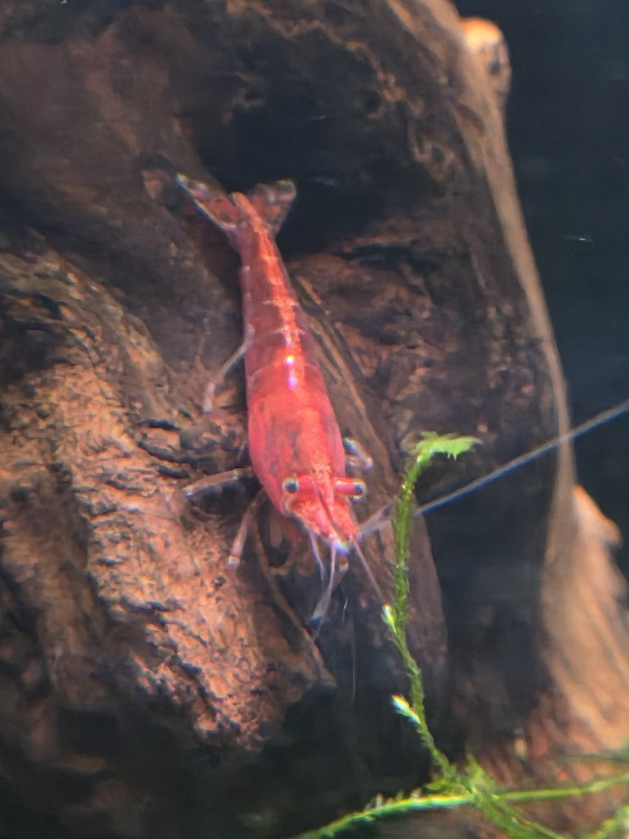 🔞LazzieCat 💙🩷💜 tweet media