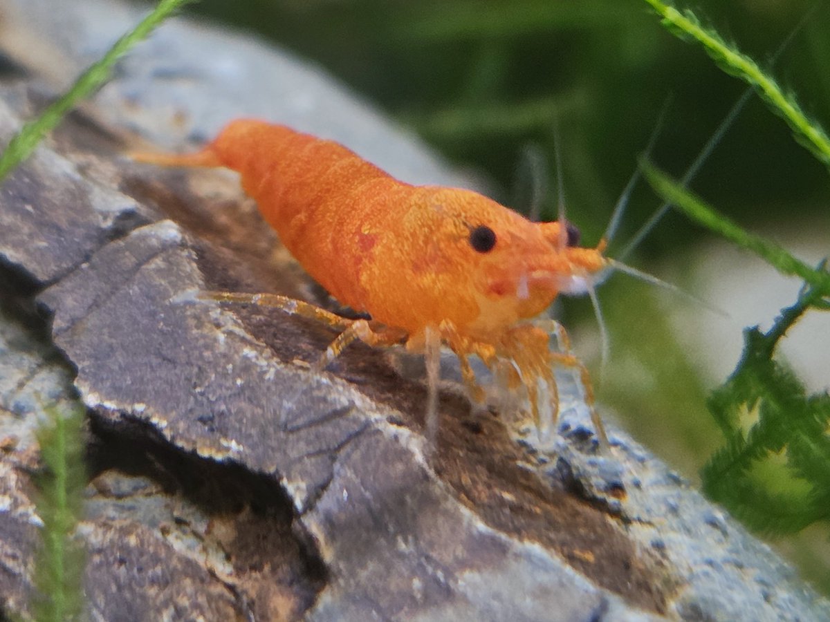 🔞LazzieCat 💙🩷💜 tweet media