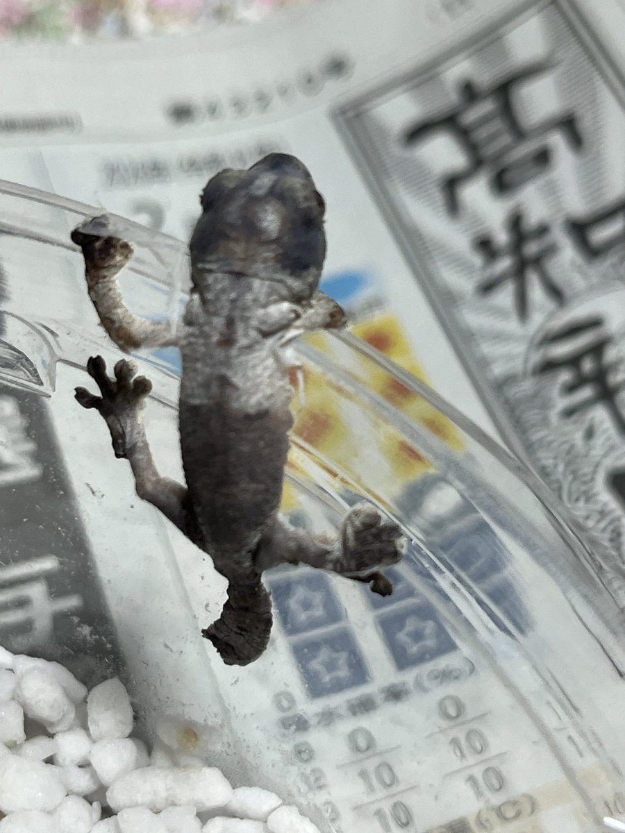 HIDEGECKOLABO2's tweet photo. ヤマビタイヘラオヤモリ　持ち腹にて孵化　可愛い過ぎる
次回はちゃんと増やしてみたい
順調に育てば春のSBSに出品予定です
#四国SBS https://t.co/LTn0rLy1Xz