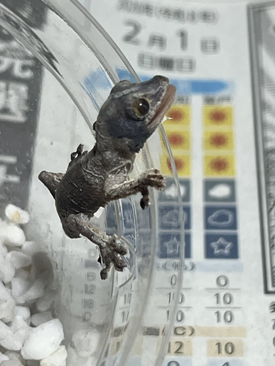 HIDEGECKOLABO2's tweet photo. ヤマビタイヘラオヤモリ　持ち腹にて孵化　可愛い過ぎる
次回はちゃんと増やしてみたい
順調に育てば春のSBSに出品予定です
#四国SBS https://t.co/LTn0rLy1Xz