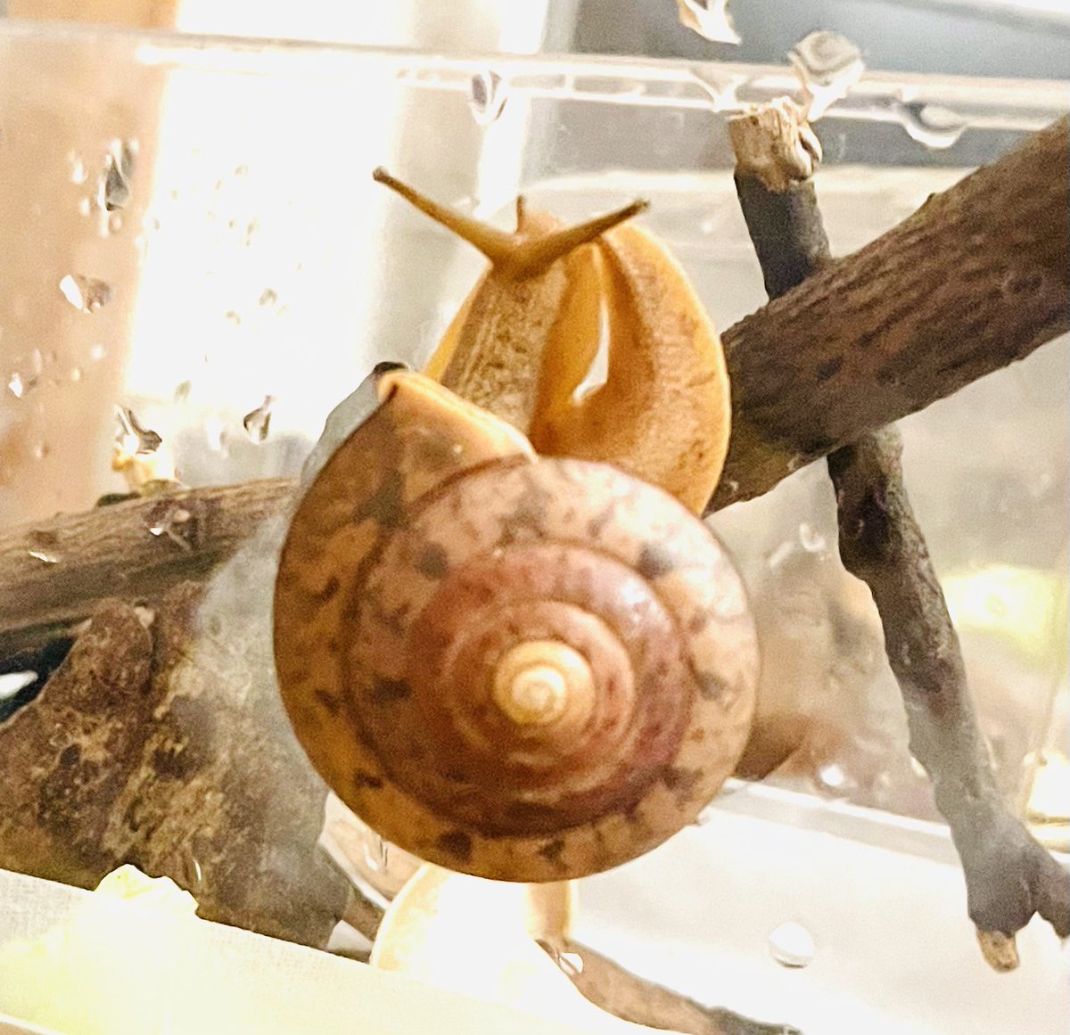 スズカSuzuka🗾🐌 (@pTeLaNOGHRtRPQ6) / Posts / X