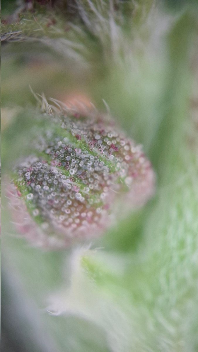 Acidburn_41 tweet media