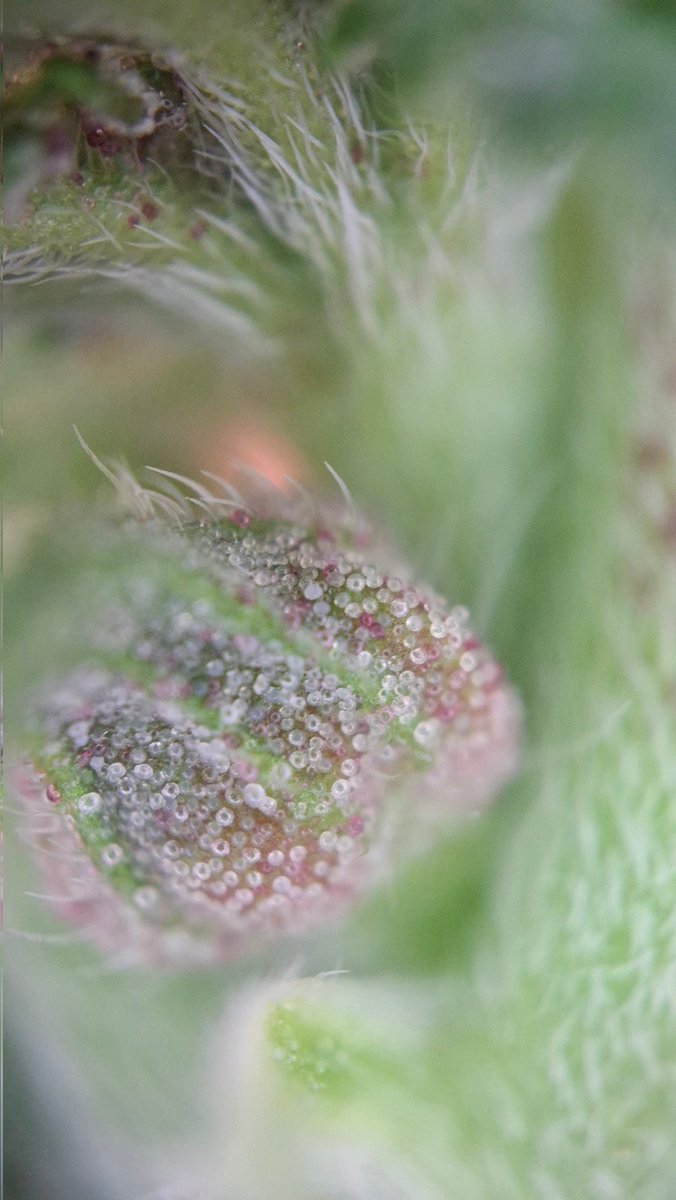 Acidburn_41 tweet media