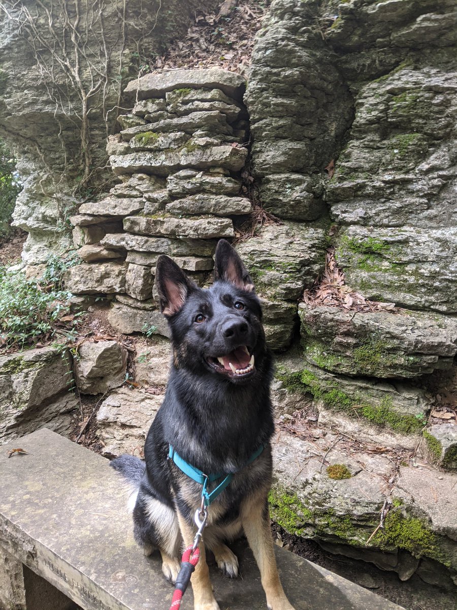 MichaelSmock1's tweet photo. @NelsonCash_gsd Gsd's will always have my heart.  They are so goofy and funny, smart, and the best companions. Wish they could live forever! https://t.co/tK0n1V2Fvt