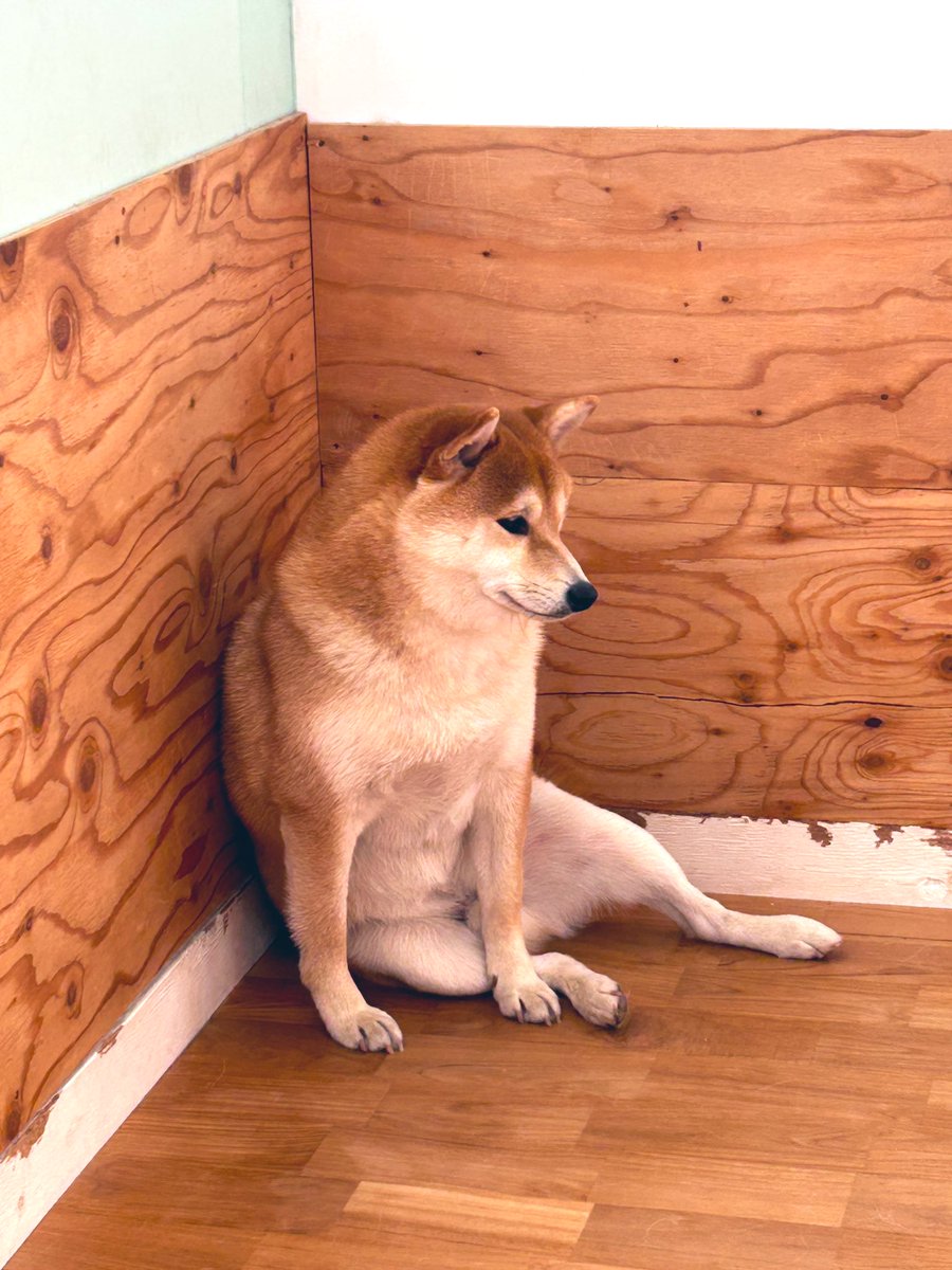 寛ぎ方が独特な禄ちゃん。