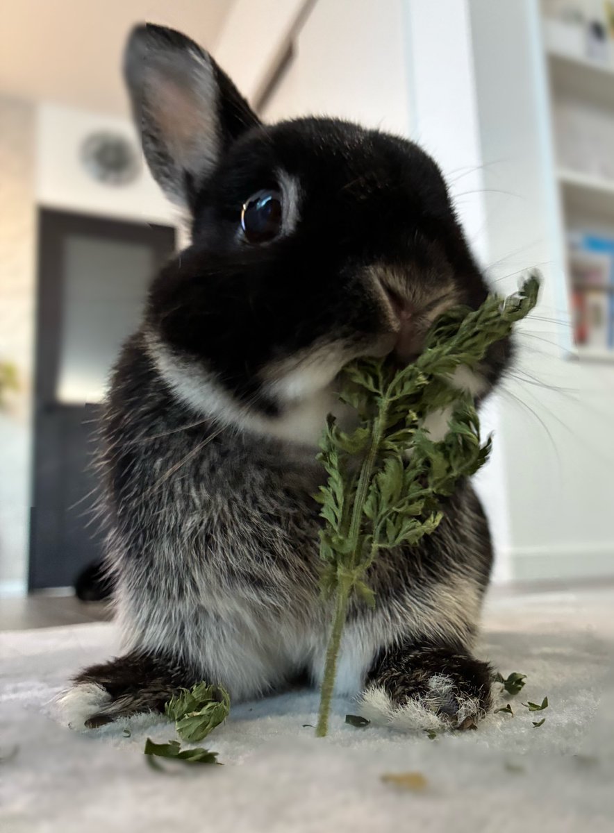 にんじん葉さん🥕ｳﾏｳﾏ