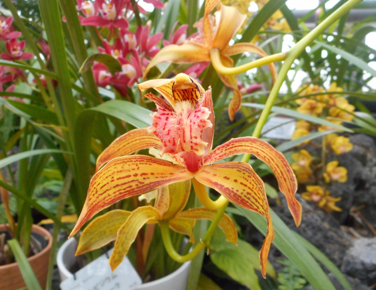 カトレヤ・ジェンマニイ、シンビジウム・トレイシアヌム